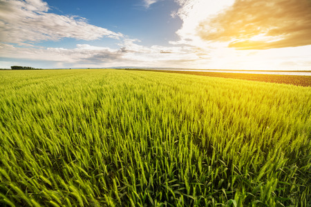 Green wheat fieldの写真素材