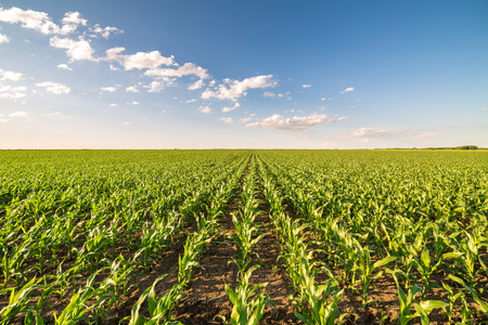 Green corn maize field in early stageの写真素材
