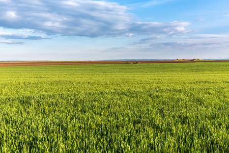 Green wheat fieldの写真素材