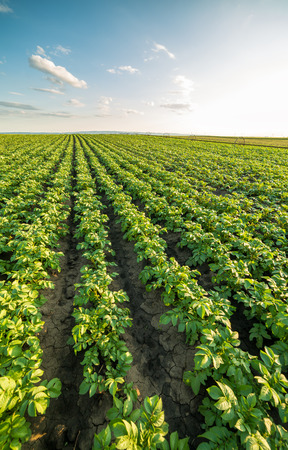 Green field of potato crops in a rowの写真素材