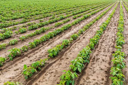 Green soybean fieldの写真素材