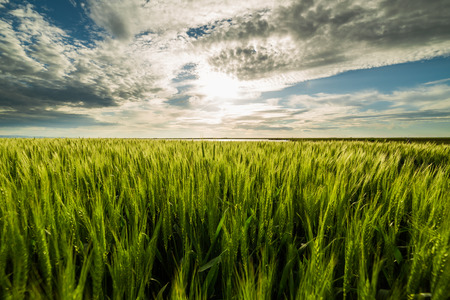 Green wheat fieldの写真素材