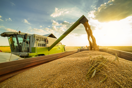 Combine harvester in action on wheat fieldの写真素材