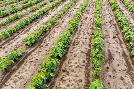 Green soybean fieldの写真素材