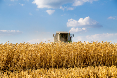 Combine harvester in action on wheat fieldの写真素材