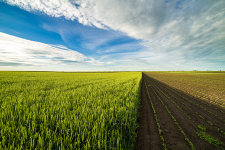 Green wheat fieldの写真素材