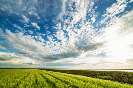 Green wheat fieldの写真素材