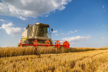 Combine harvester in action on wheat fieldの写真素材