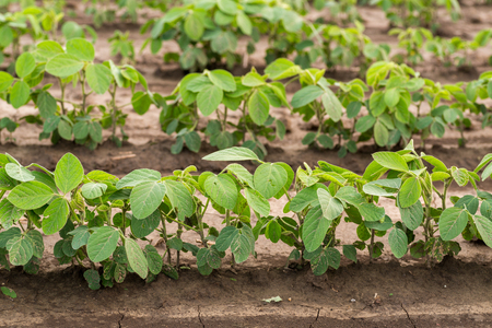Green ripening soybean field, agricultural landscapeの写真素材
