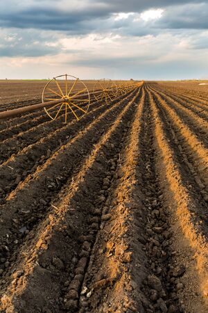 Potato field with irrigation system, right after seedingの写真素材