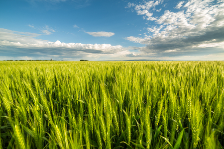 Green wheat fieldの写真素材