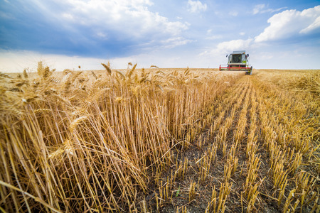 Combine harvester in action on wheat fieldの写真素材