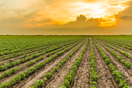 Green soybean fieldの写真素材