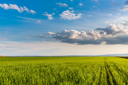 Green field of sprouting wheatの写真素材