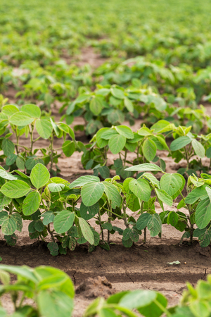 Green ripening soybean field, agricultural landscapeの写真素材
