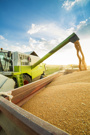 Combine harvester in action on wheat fieldの写真素材