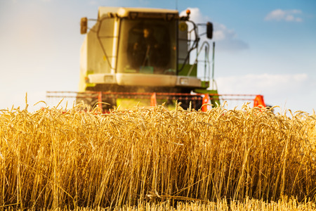Combine harvester in action on wheat fieldの写真素材