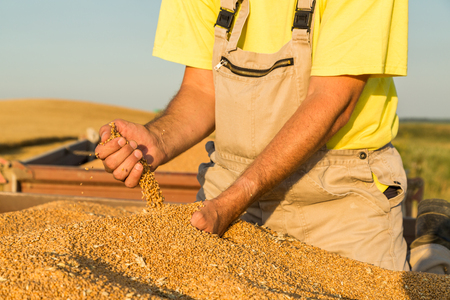 Farmer inspecting freshly harvested wheat grainsの写真素材