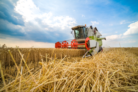 Combine harvester in action on wheat fieldの写真素材