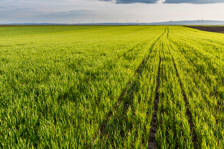 Green wheat fieldの写真素材