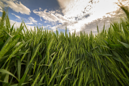 Green wheat fieldの写真素材
