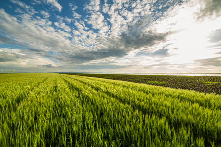 Green wheat fieldの写真素材