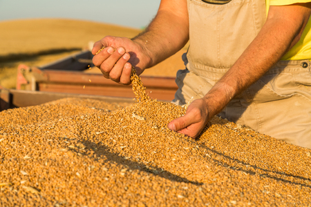 Farmer inspecting freshly harvested wheat grainsの写真素材