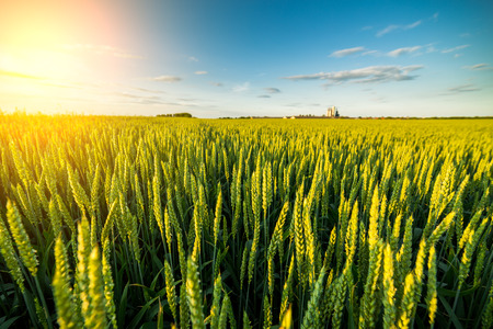 Green field of sprouting wheatの写真素材