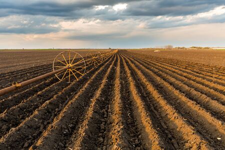 Potato field with irrigation system, right after seedingの写真素材