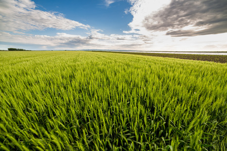 Green wheat fieldの写真素材