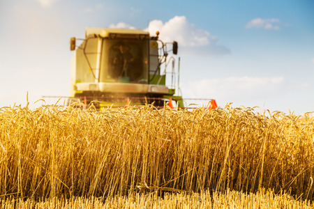 Combine harvester in action on wheat fieldの写真素材