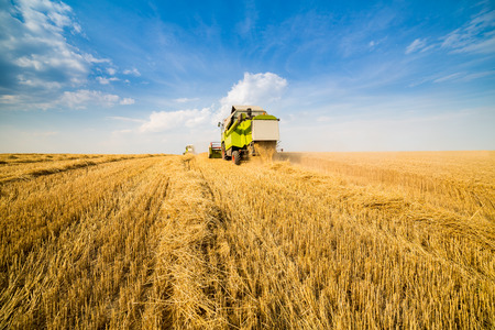 Combine harvester in action on wheat fieldの写真素材