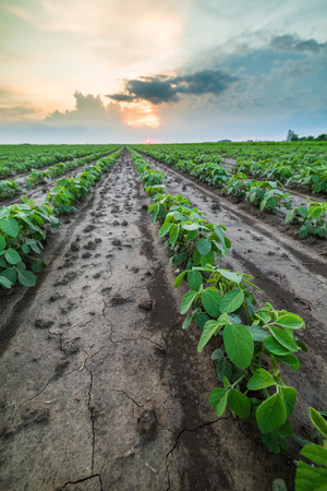 Green soybean fieldの写真素材