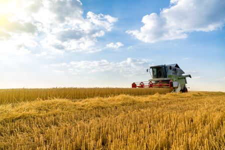 Combine harvester in action on wheat fieldの写真素材