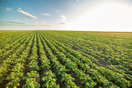 Green field of potato crops in a rowの写真素材