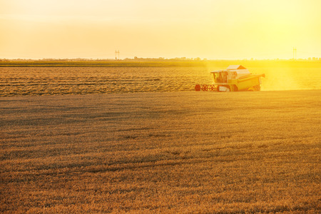 Combine harvester in action on wheat fieldの写真素材