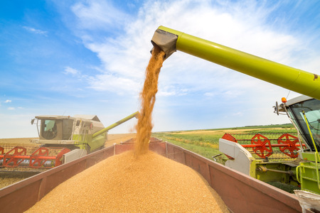 Combine harvester in action on wheat field. Harvesting is the process of gathering a ripe crop from the fields.の写真素材