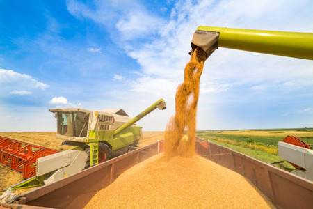 Combine harvester in action on wheat field. Harvesting is the process of gathering a ripe crop from the fields.の写真素材