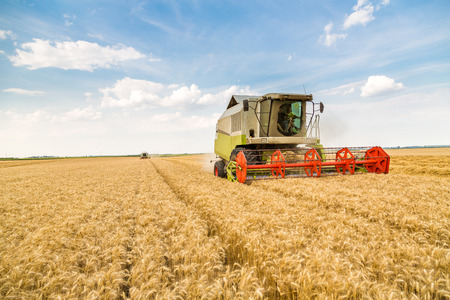 Combine harvester in action on wheat fieldの写真素材