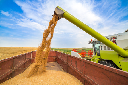 Combine harvester in action on wheat field. Harvesting is the process of gathering a ripe crop from the fields.の写真素材