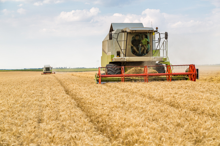Combine harvester in action on wheat fieldの写真素材