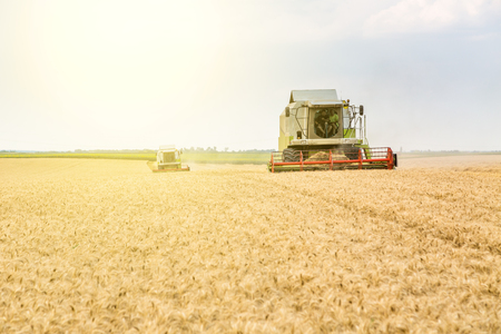 Combine harvester in action on wheat field. Harvesting is the process of gathering a ripe crop from the fields.の写真素材