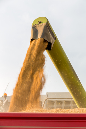 Combine harvester in action on wheat field. Harvesting is the process of gathering a ripe crop from the fields.の写真素材