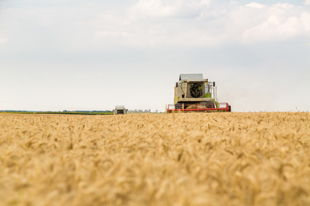 Combine harvester in action on wheat fieldの写真素材