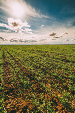 Green field of tillering wheat. Tillering usually starts when plant has 3-4 leaves.の写真素材