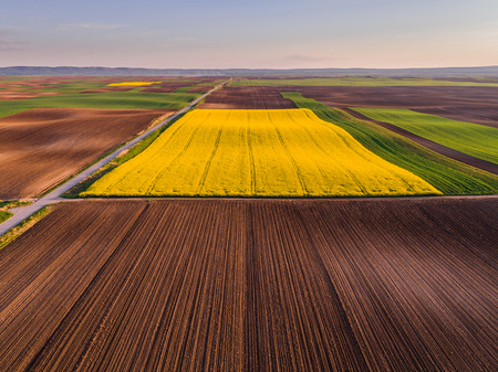 Aerial shot of canola, rape seed from a drone. Beautiful agricultural landscape.の写真素材