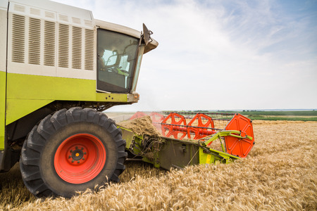 Combine harvester in action on wheat field. Harvesting is the process of gathering a ripe crop from the fields.の写真素材