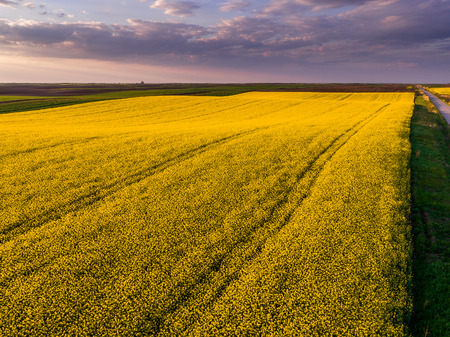 Aerial shot of canola, rape seed from a drone. Beautiful agricultural landscape.の写真素材