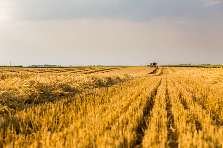 Combine harvester in action on wheat field. Harvesting is the process of gathering a ripe crop from the fields.の写真素材