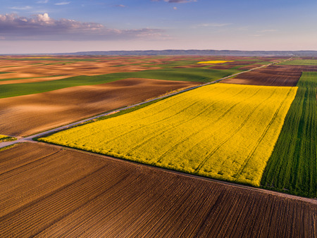 Aerial shot of canola, rape seed from a drone. Beautiful agricultural landscape.の写真素材